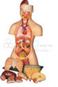 Anatomical Model
