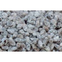 Natural Cotton Seed