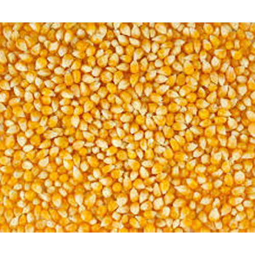Yellow Maize Corn
