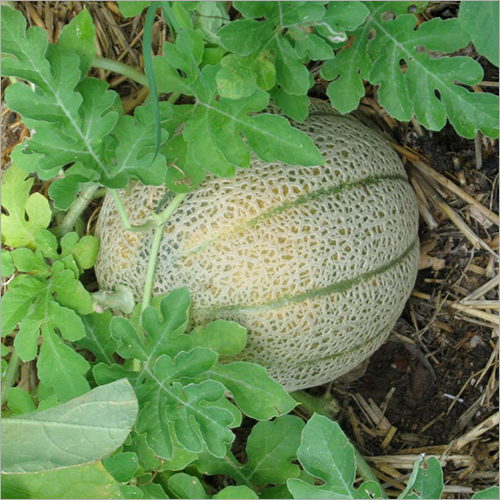 Muskmelon