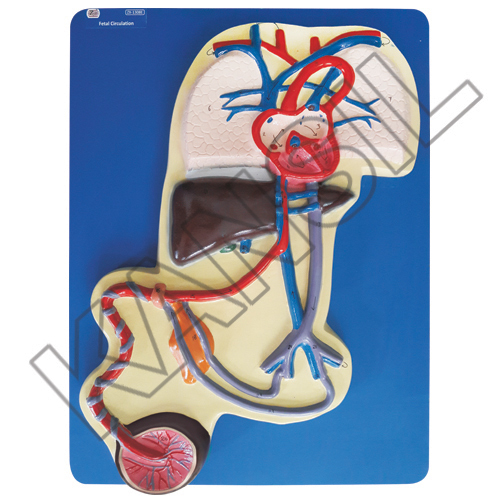 Fetal Circulation Model