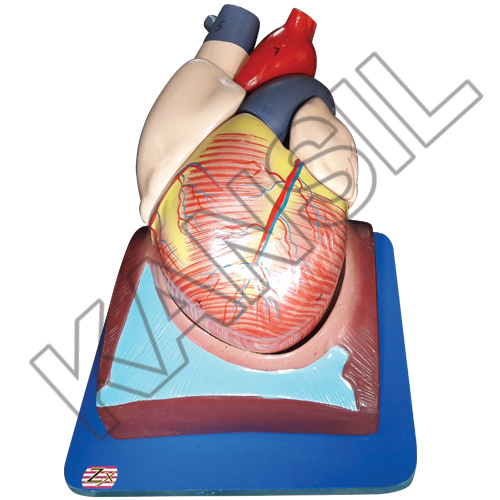 Human Heart (7 Parts) model