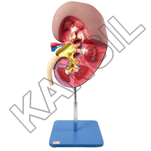 Kidney Model