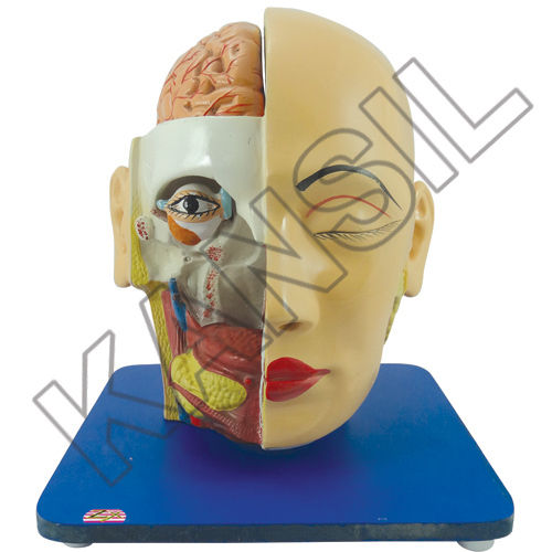 Head, Brain And Eye Model