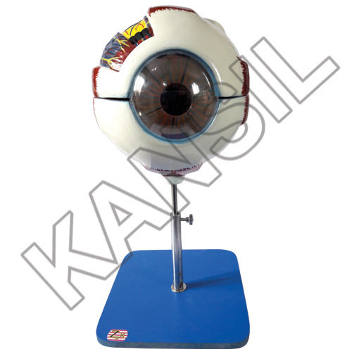 Eye Model on Stand