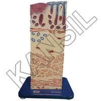 Oesophagus & Stomach Junction Model