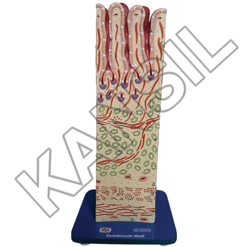 Duodenum Wall Model