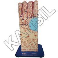 Small Intestine Wall Model