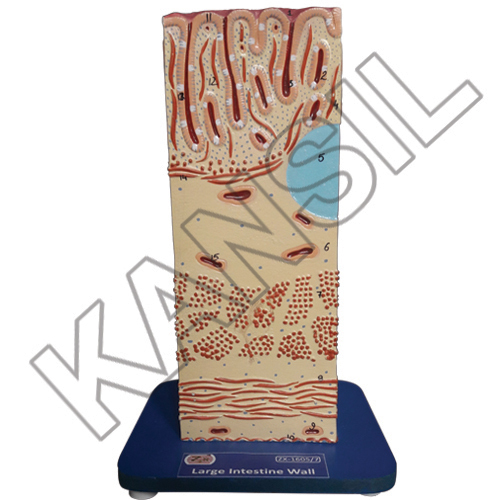 Large Intestine Wall Model