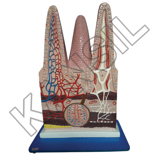 Intestinal Villi Model