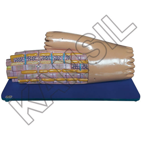 Cardiac Muscle Fibre Model