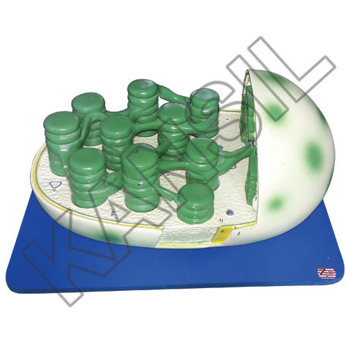 Chloroplast Model