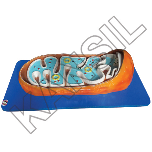 Mitochondria Model