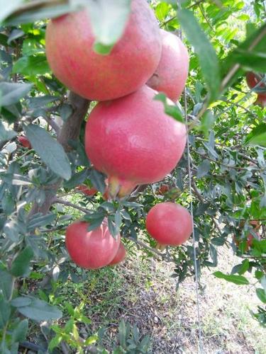 Pomegranate