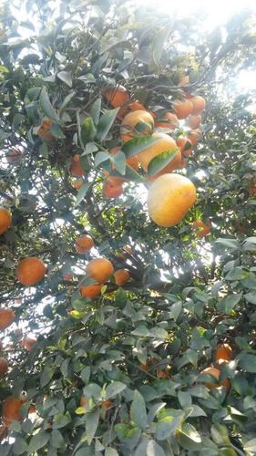 Kinnow Fruits