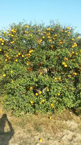 Kinnow Fruits