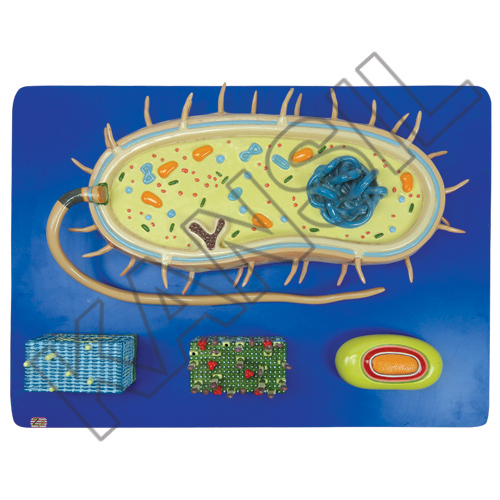 Bacterium Model