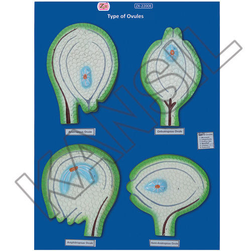 Types Of Ovules Model