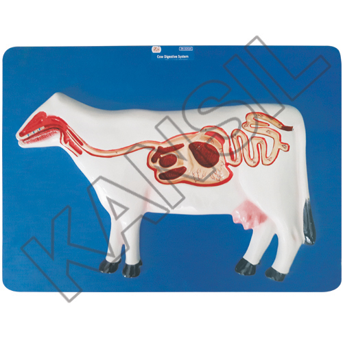 Cow Digestive System Model
