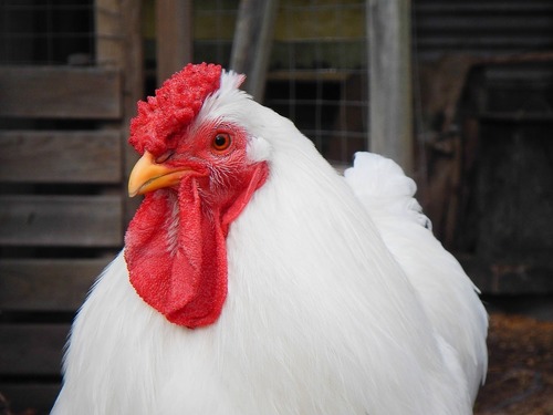 Antibiotic growth promotors