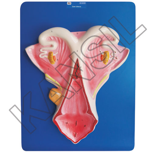 Cow Uterus Model