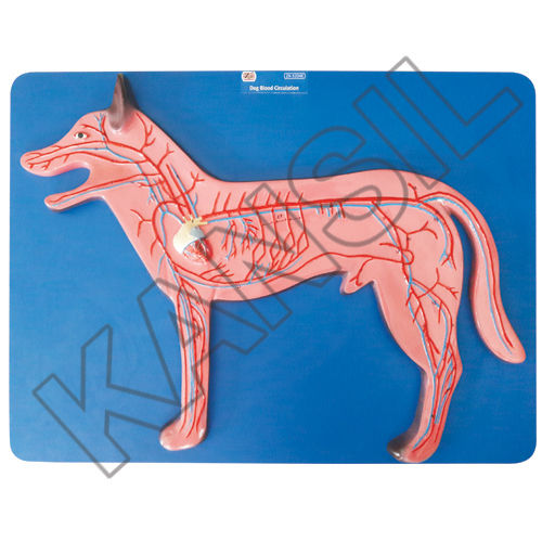 Dog Blood Circulation Model