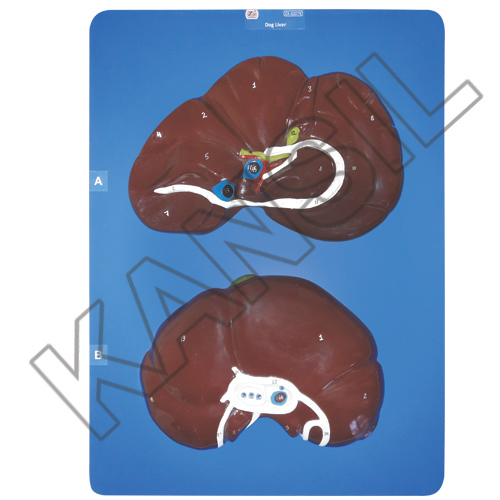 Dog Liver Model