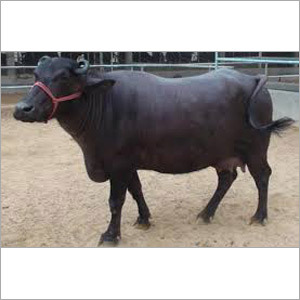 Heifer Buffalo