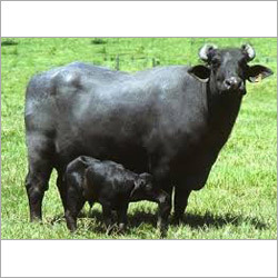 Murrah Buffalo