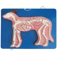 Dog Skeleton Model