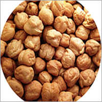 Fresh Chickpeas