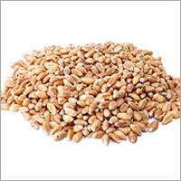 Wheat Grain