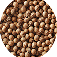 Coriander Seeds