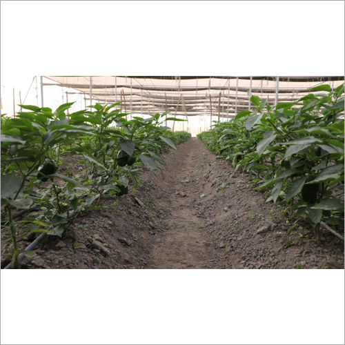 Polyhouse Farming Consultant Services