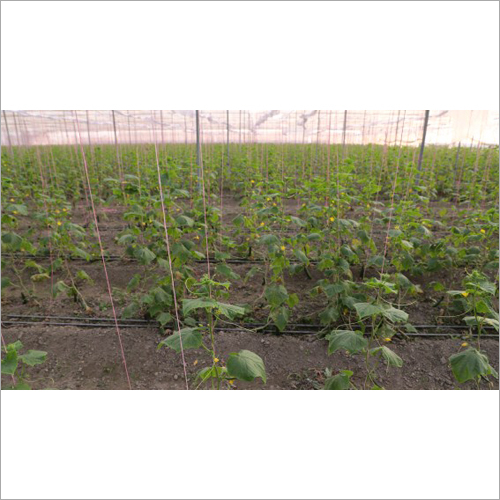 Polyhouse For Cucumber Cultivation