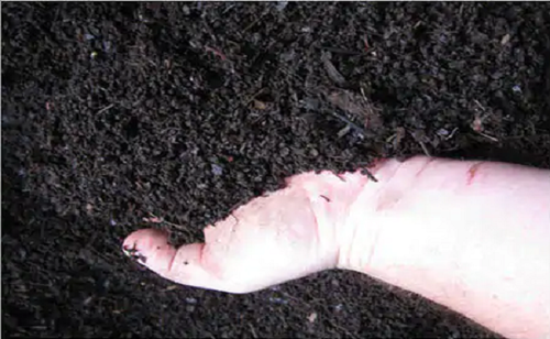 Basal Manure Organic Fertilizer
