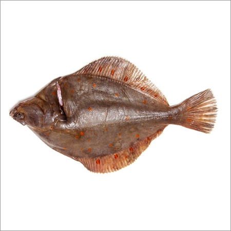Flat Fish