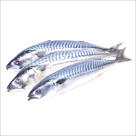 Mackerel Fish