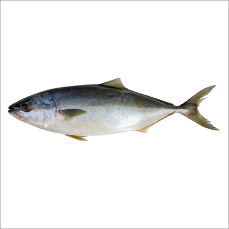 Seriola Quinqueradiata Fish