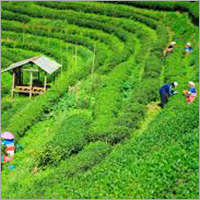 Tea Garden