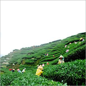 Green Tea Garden
