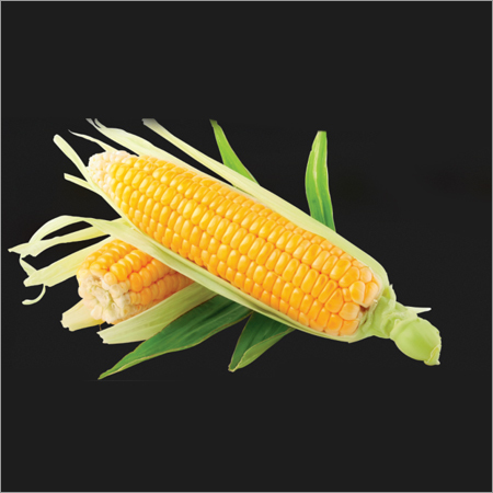 Fresh Maize Fresh Maize