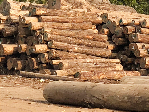 Teak Wood Logs
