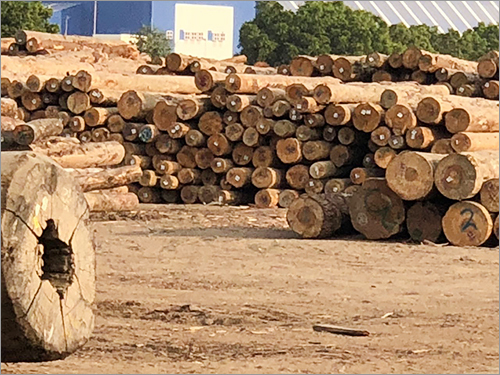 Timber Pine Logs