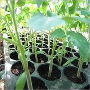 Tomato Plastic Seedling Tray