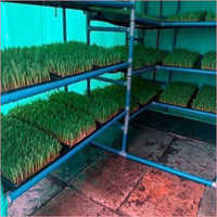 Hydroponic Green Fodder Unit 120 kg