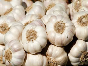 Fresh Garlic