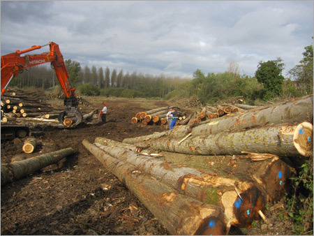Wooden Poplar Logs