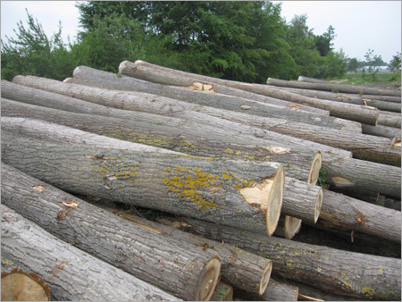 Timber Poplar Logs