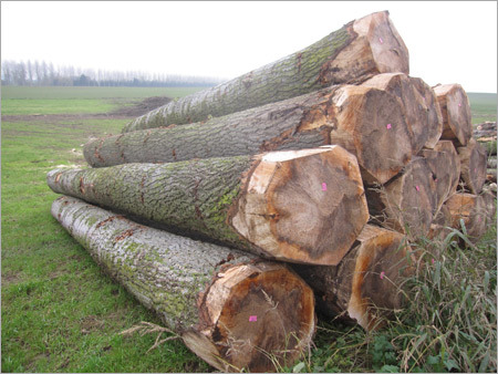 Brown Wooden Log